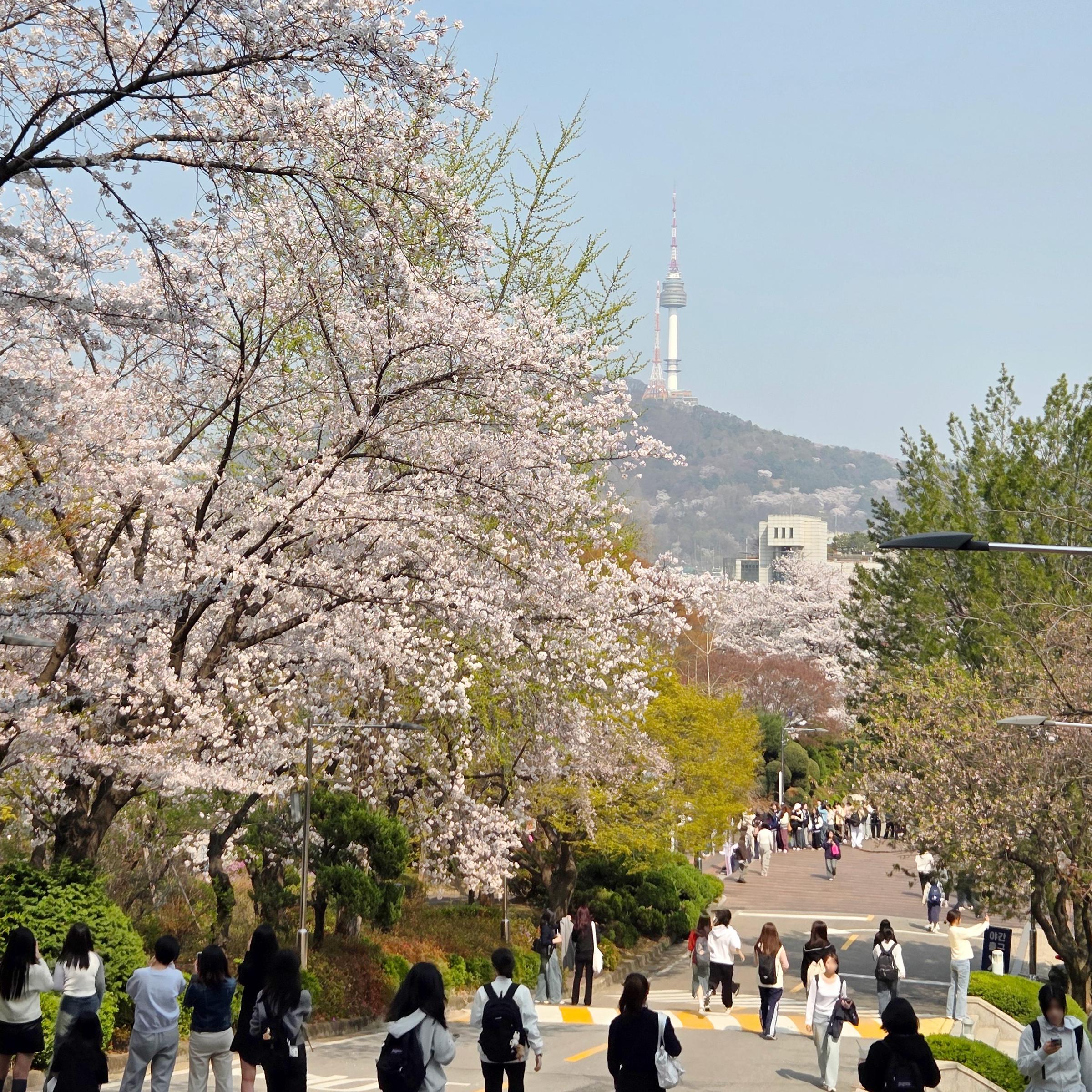 벚꽃비가 내리던 4월의 숙명🌸